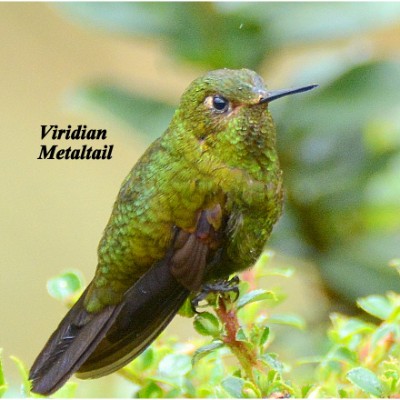 Viridian Metaltail